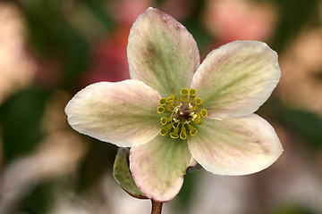 Image showing flowers