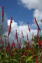 Image showing red flower