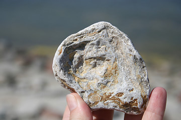 Image showing Fossils in stone