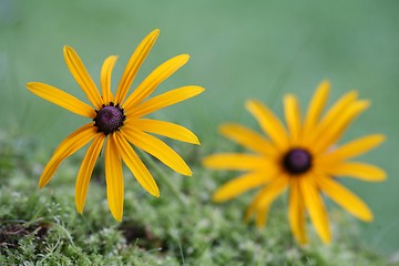 Image showing daisy flower closeup