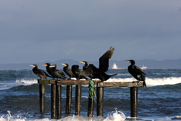 Image showing sea birds