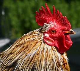 Image showing Cock