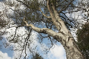 Image showing autumn leaves