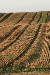 Image showing danish landscape01