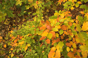 Image showing autumn leaves