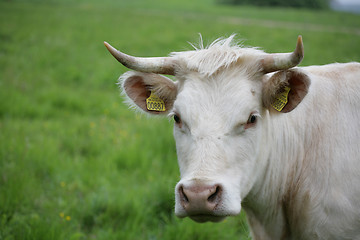 Image showing Danish cows 