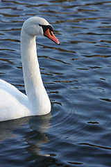 Image showing swans