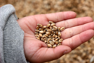 Image showing corn fleld harvest