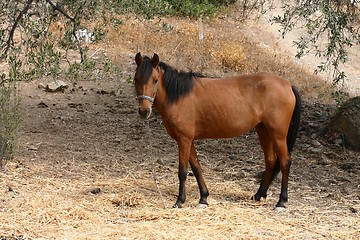 Image showing horse