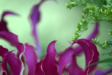 Image showing flowers