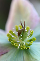 Image showing flower