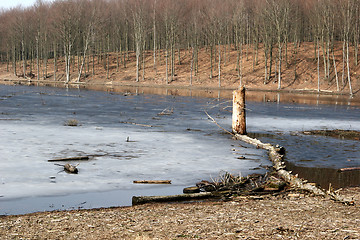 Image showing in the forest