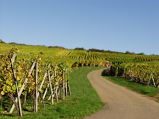 Image showing alsacian vineyards