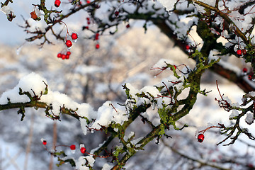 Image showing red fruits