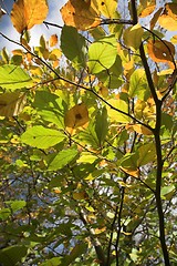 Image showing autumn leaves