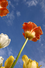 Image showing flowers