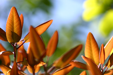 Image showing flower closeup