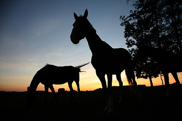 Image showing horses