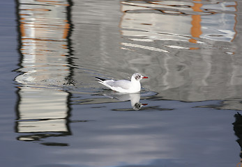 Image showing seagull