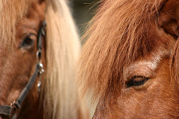 Image showing danish horses