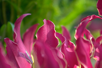 Image showing flowers