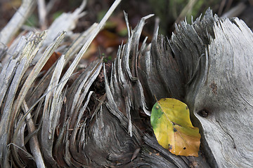 Image showing  leaves