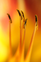 Image showing flower closeup