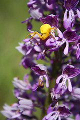 Image showing Yellow spider