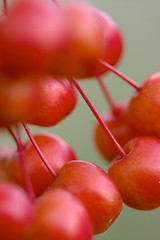 Image showing cherry