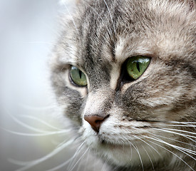 Image showing cat