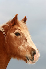 Image showing danish horses