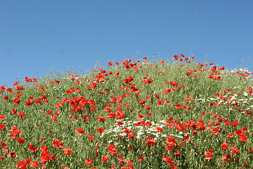 Image showing poppies