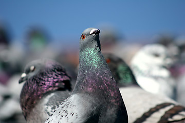 Image showing pigeons
