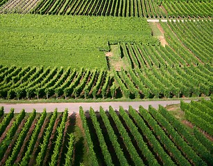 Image showing vineyard