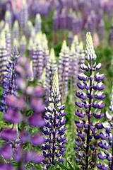 Image showing lupin flower closeup