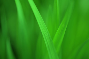 Image showing spring grass