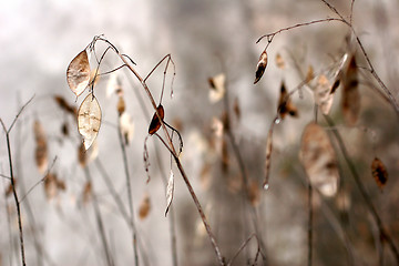 Image showing danish landscape01