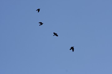 Image showing birds