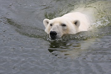 Image showing White bear