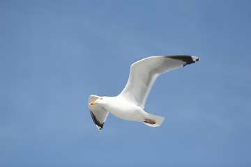 Image showing seagull