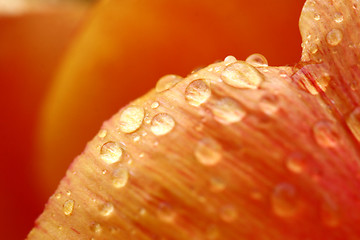 Image showing flowers