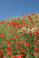 Image showing poppies