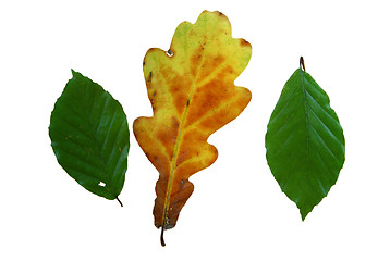 Image showing  leaves