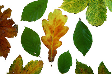 Image showing  leaves