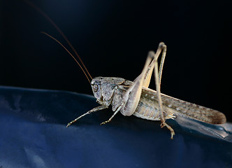 Image showing  grasshopper