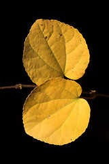 Image showing  leaves