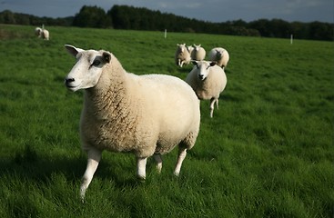 Image showing sheep