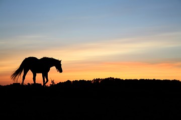 Image showing horses