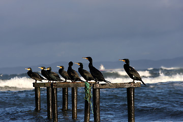 Image showing  sea birds