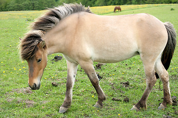 Image showing danish horses